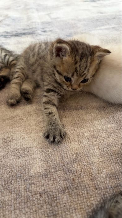Шотландские прямоухие котята