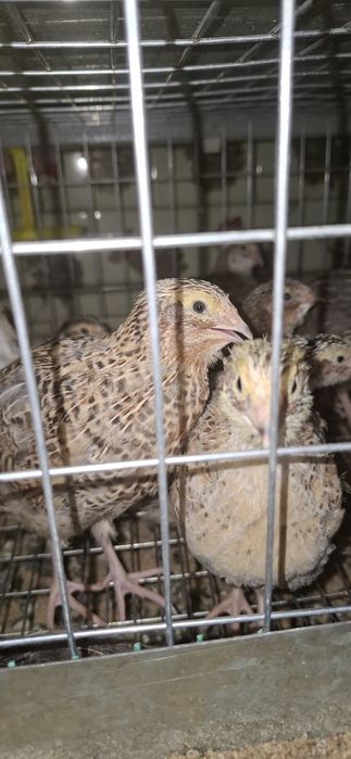 Продам перепёлок