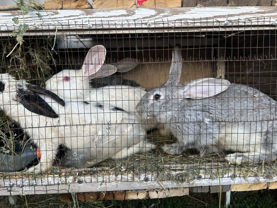 Продаются кролики