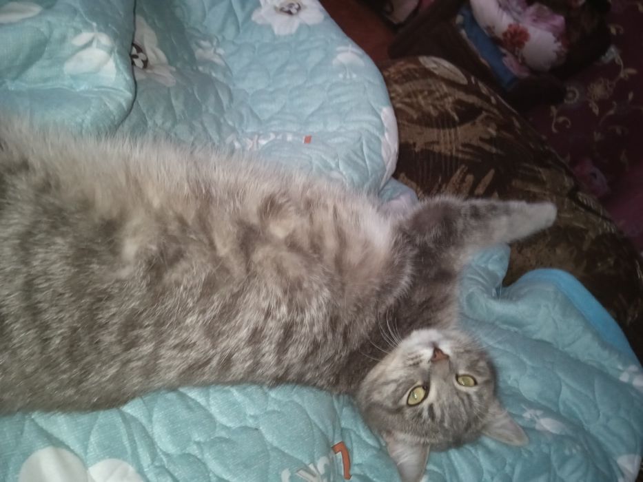 Отдам кошку,в хорошие руки