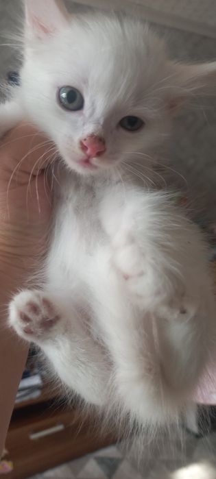 Продам котят     .