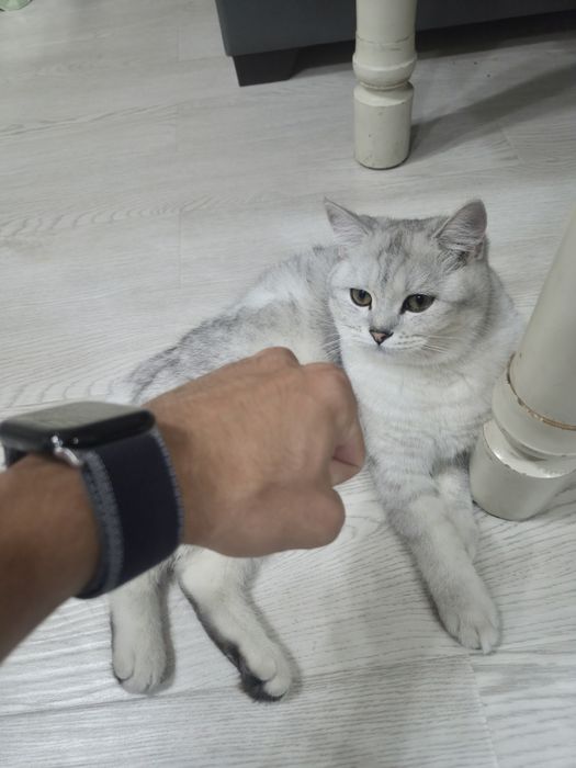 Британский шинщила девочка
