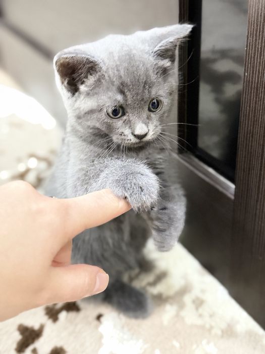 Отдам котенка. Девочка