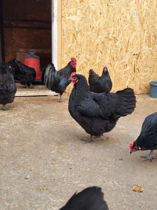 Pui din rasa Australorp