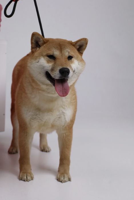 Питомник предлагает кобелей для Вязки