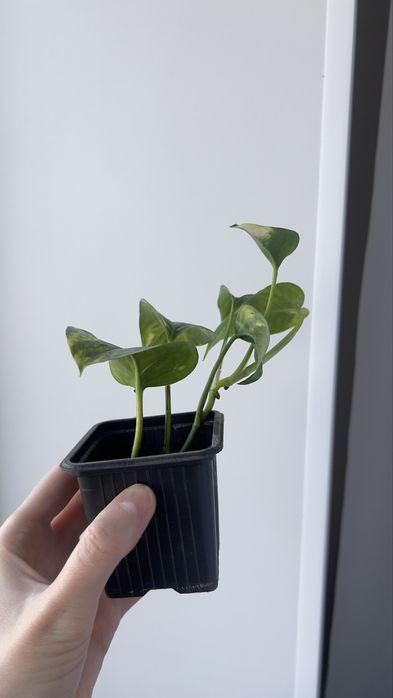 Голдфингер голдфингер