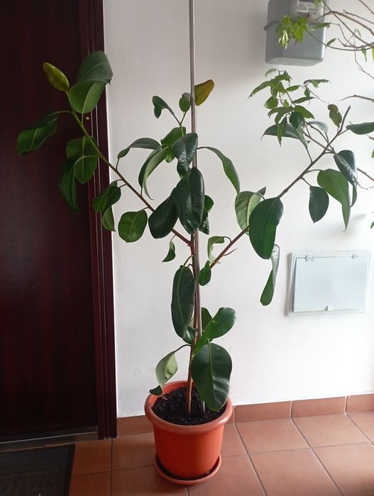 Vând Ficus de cameră