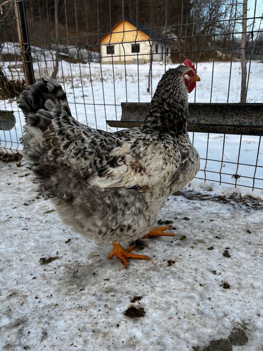 Vând puicuțe,gaini si cocoși de tarat care fac și ouă verzi