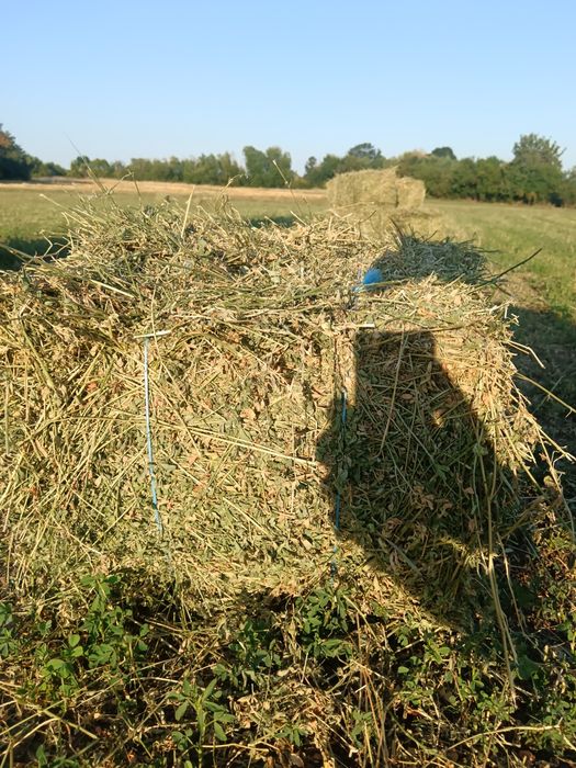 Baloți de lucernă
