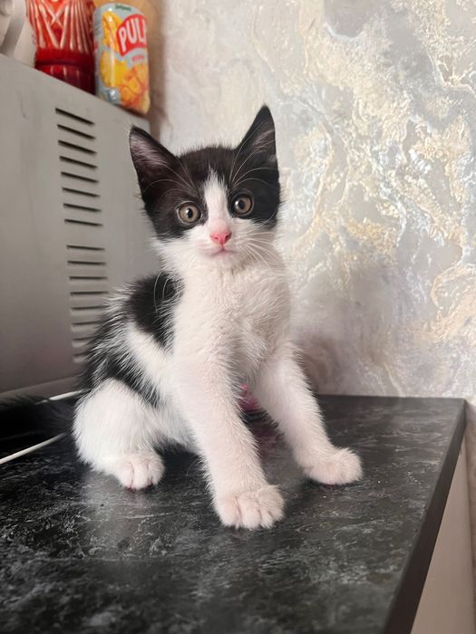 Котята полтора месяца