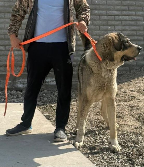 Чисто породный Тобет