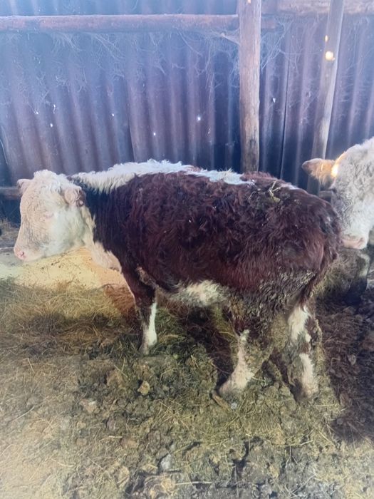 Продам бычков и тёлка