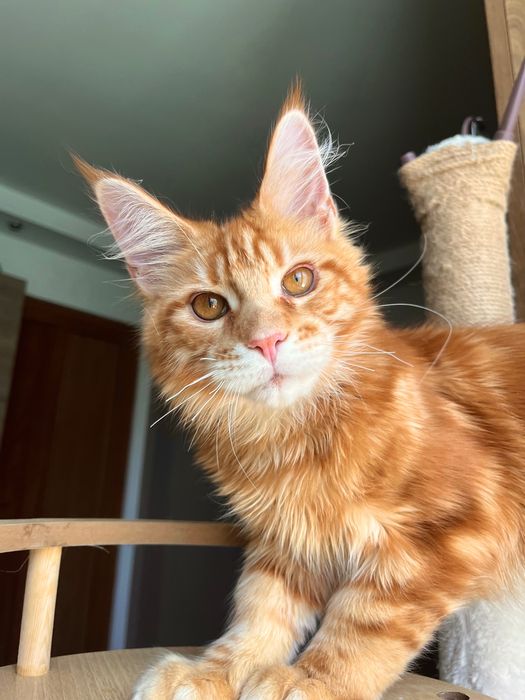 Baietel Maine Coon PEDIGREE Felisa
