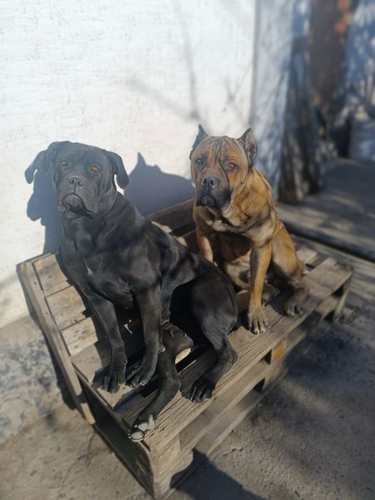 Продаются щенки Кане Корсо