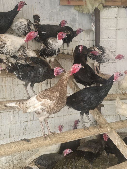 Индюк сатылады биылғы