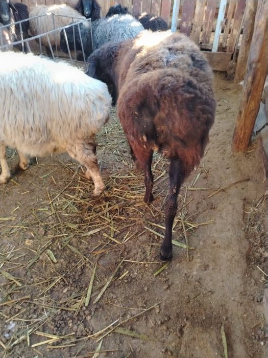 Семіз бағылған қой, тоқты, тұсақтар