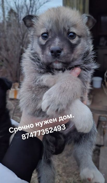 Малышам срочно нужен дом