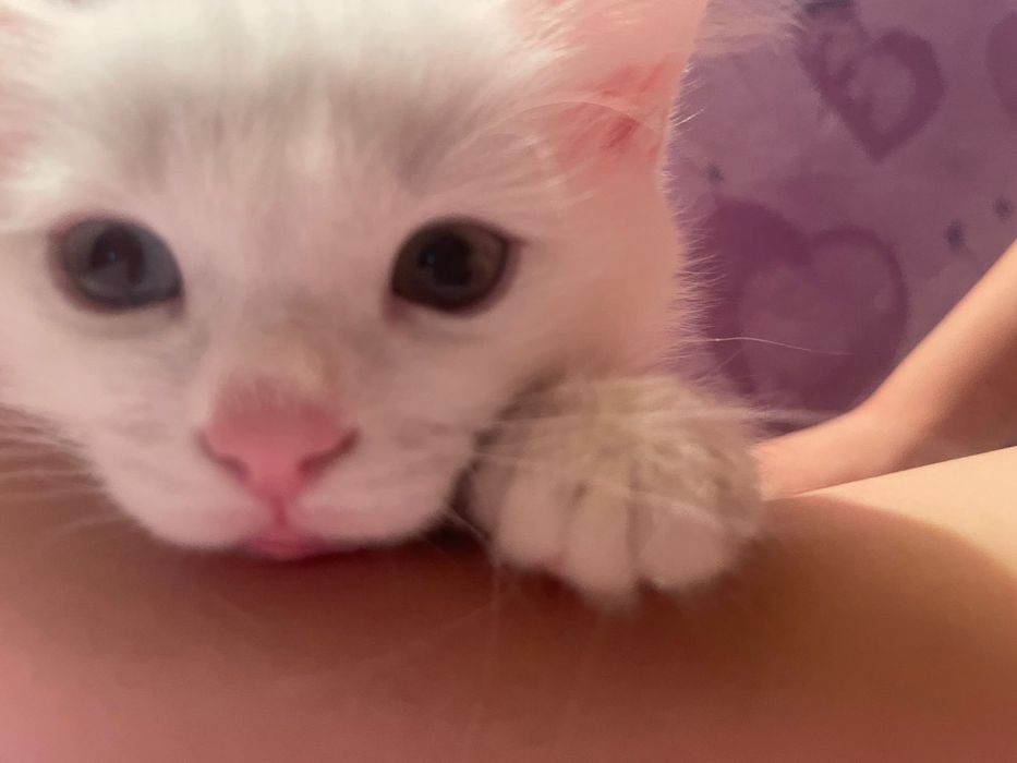 Отдам в добрые руки котёка