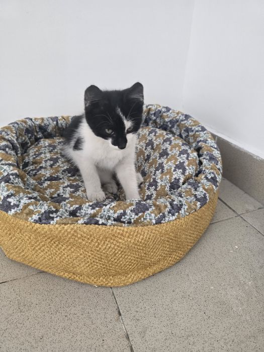 Котёнок ищет семью