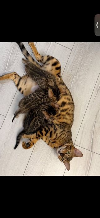 Бенгальские котята