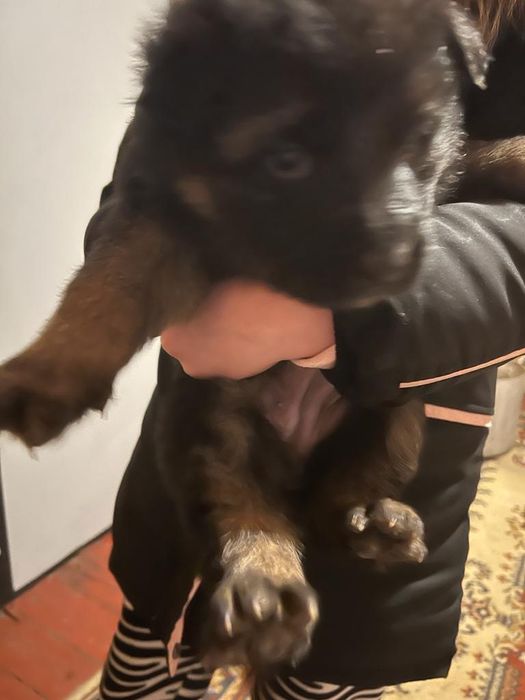 Продаются щенки немецкой овчарки