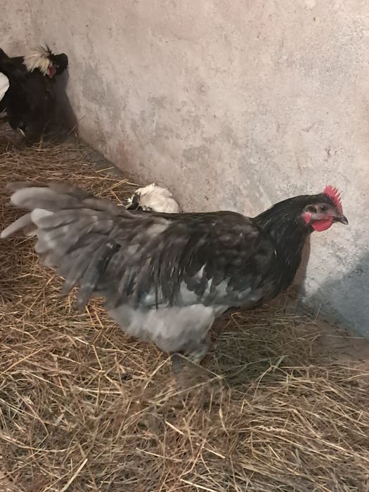 Australorp cocos