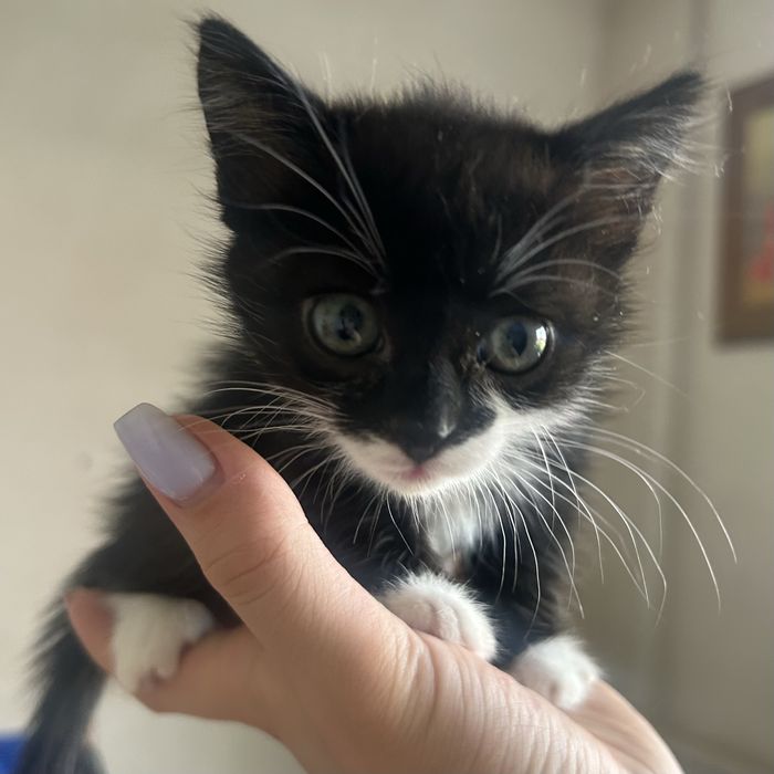 Котята ищут дом