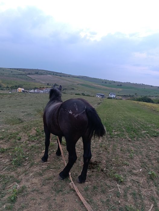 Mânză sură de 2 ani