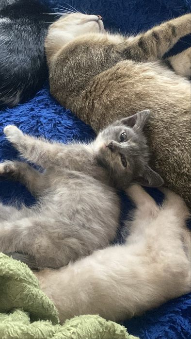 Отдаю кошечек  срочно