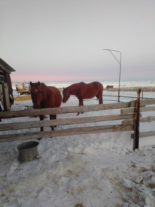 Продам кабыл 5.5лет