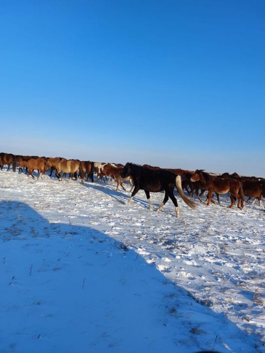 Продам жеребых кобыл 60 голов