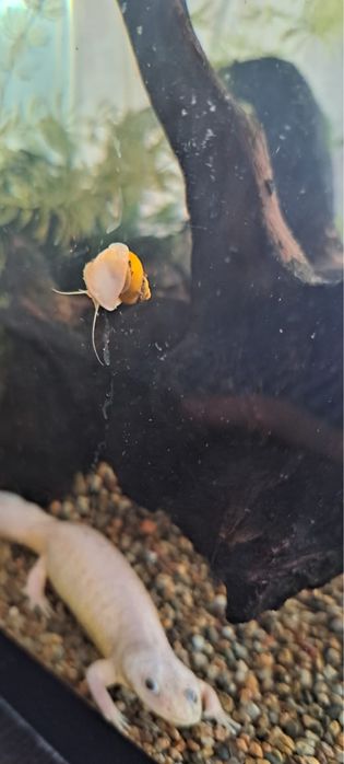 Улитка ампулярия