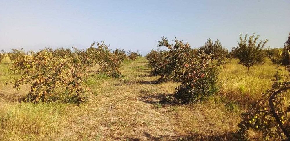 13 gektar hosilga kirgan bog'