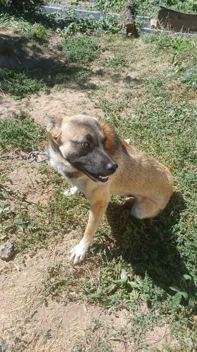 Отдам пса в хорошие руки