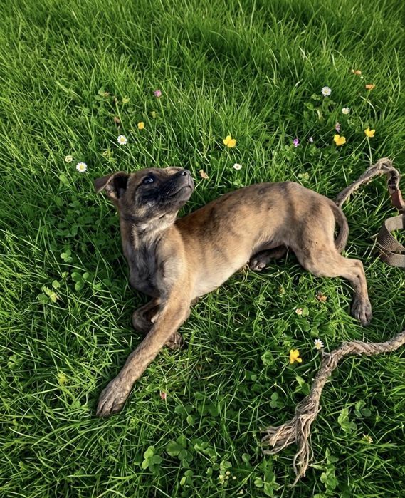 Щенок в добрые руки