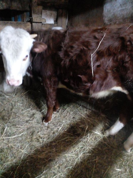 Продам годовалого бычка