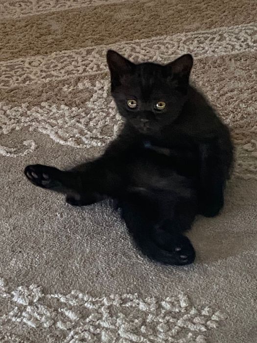 Шотландские прямоухие котята девочки