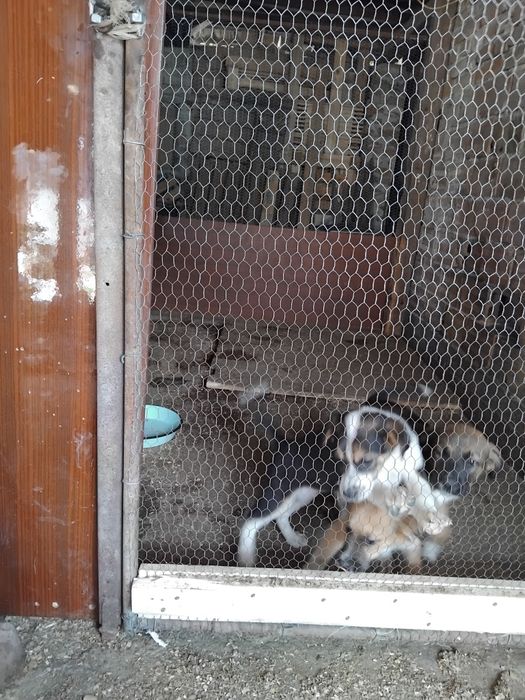 Подарявам малки кучета