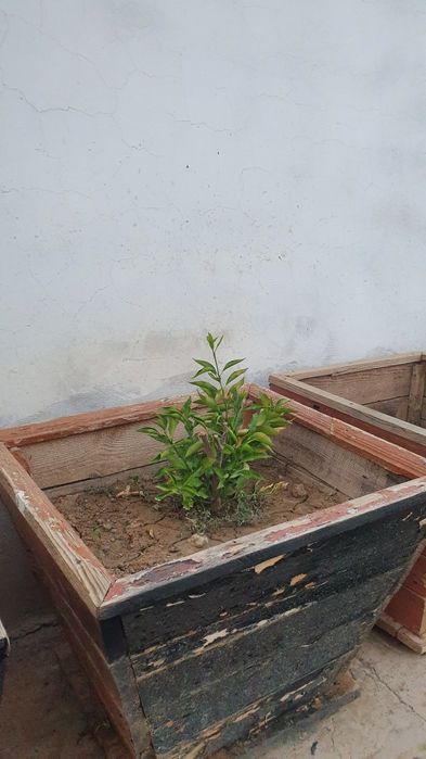 Yogoch Tuvak sotiladi