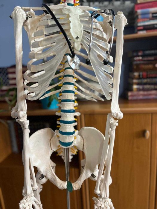 Schelet uman complet – Mărime naturală, 178 cm – Membre detaşabile