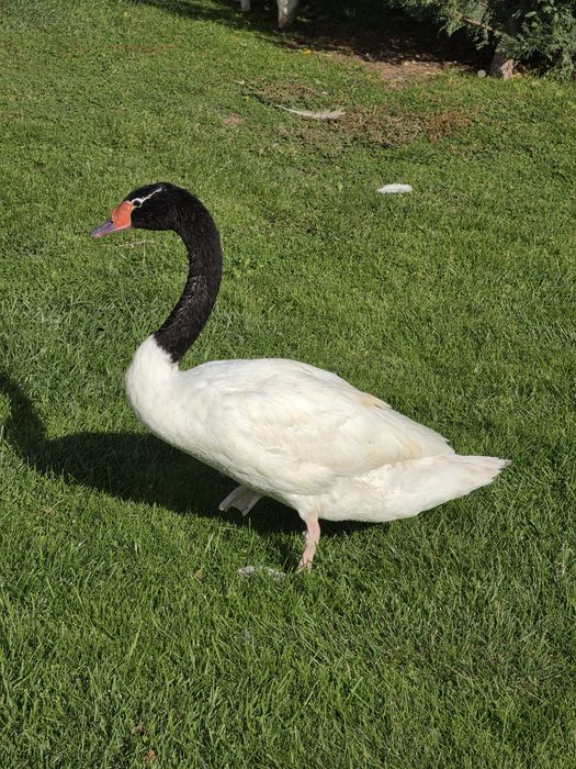 Lebădă cu Gât Negru