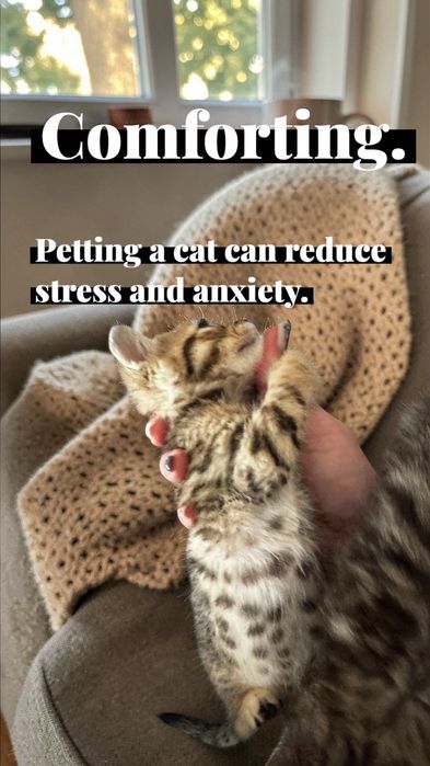 Малка снежна бенгалка 8 седмична