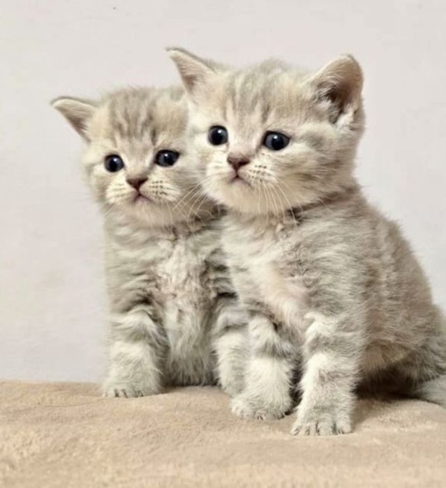 Кот для вязки. Скоттиш фолд.