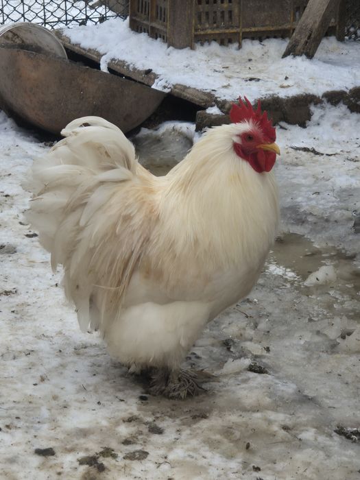 Cocosi cochinchina pitic