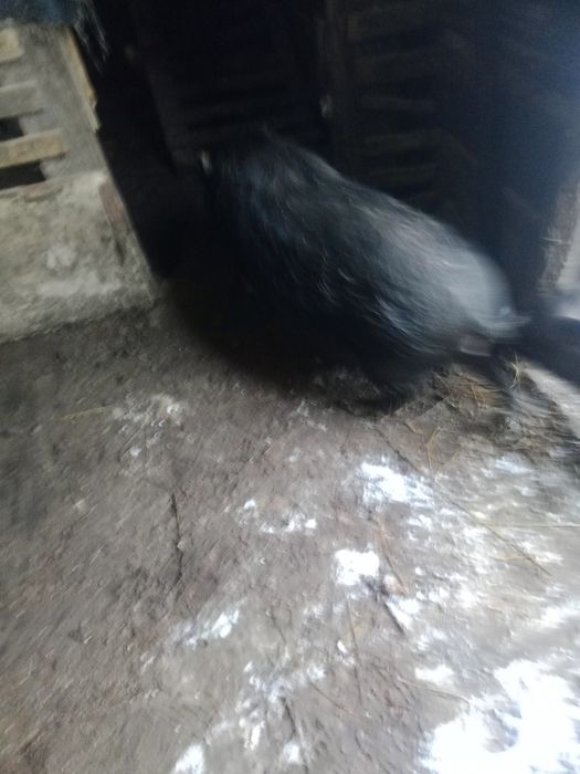 Свиньи вьетнамские