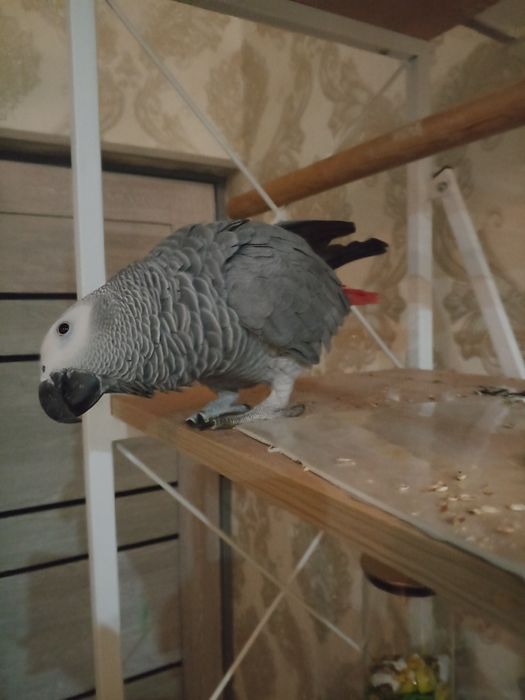 Продаётся жако папугай