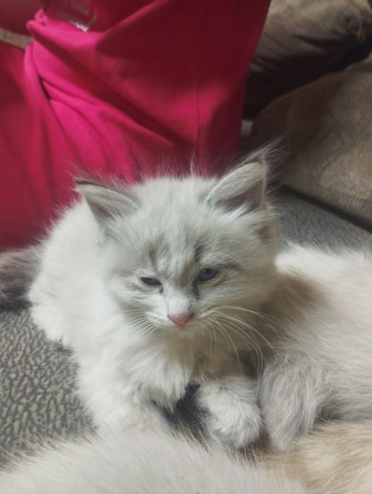 Отдам котят в добрые руки