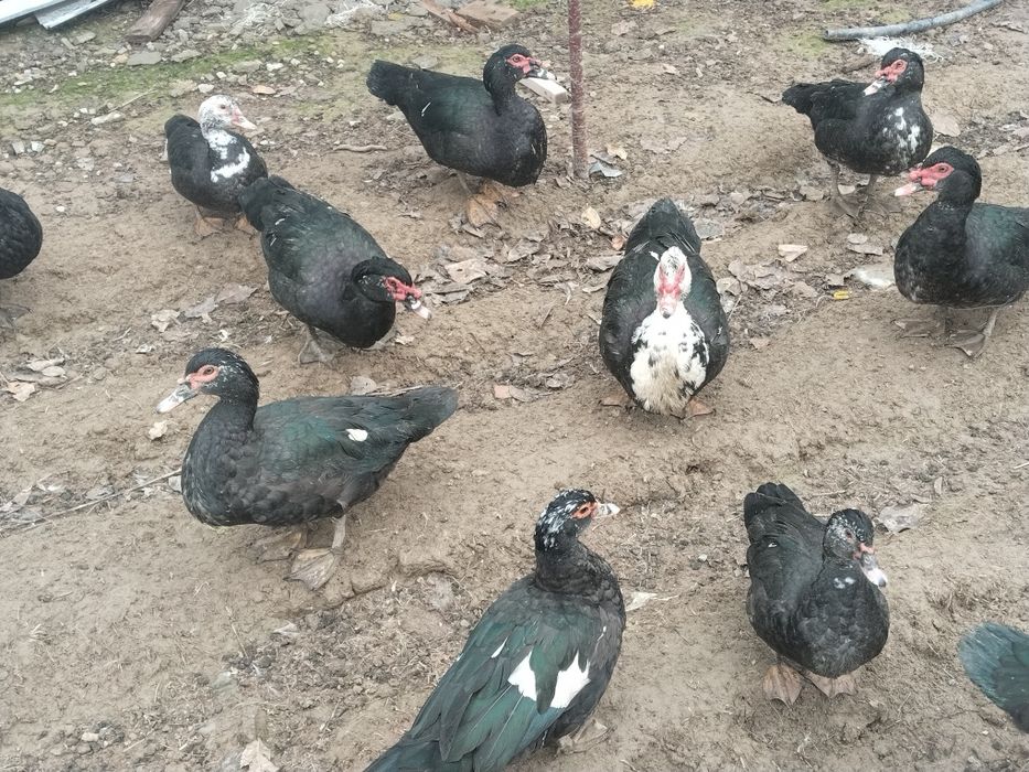 Индоуткалар сотилади.