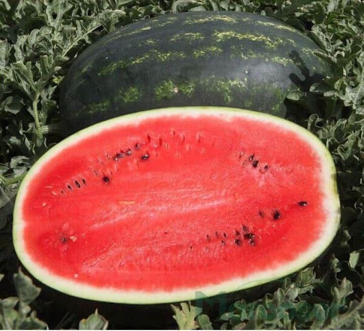 LUBENIȚĂ de Periam Judetul Timiș