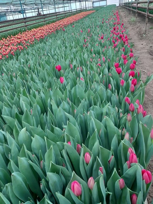 Тюльпан белорусский